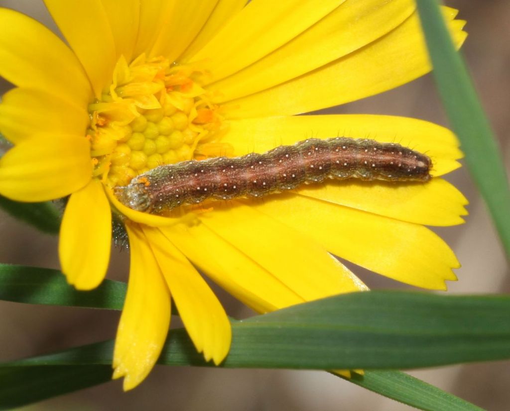 Identificazione possibile? Larva di Cucullia calendulae (Noctuidae)